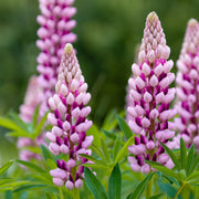 Wildflower Pink Lupine Seeds