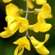 Laburnum Anagyroides Seeds, Golden Chain