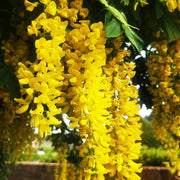 Laburnum Anagyroides Seeds - Herbal Seeds