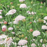 Wildflower Mix Pink Lace Seeds