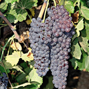 Black Corinth Grape Seeds
