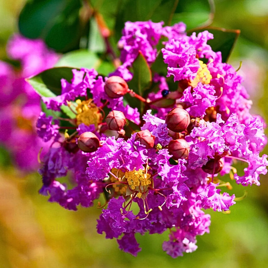 Crape Myrtle Seeds - Lagerstroemia indica Flower Seeds