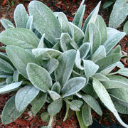 Silver Foliage Lamb's Ears Seeds, Herbal