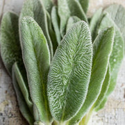 Green Lamb's Ear Seeds, Herbal