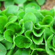 Lamb's Lettuce Seeds