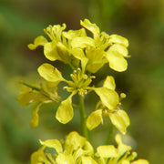 Brown Brassica Juncea Mustard Seeds, Herbal