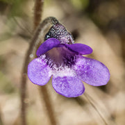 Common Butterwort Seeds
