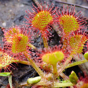 Round-Leaved Sundew Seeds
