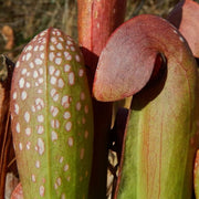 Hooded Pitcher Seeds