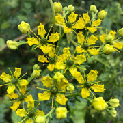 Ruta Graveolens Rue Seeds, Herbal