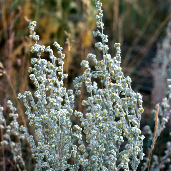Fringed Sagebrush Seeds, Herbal