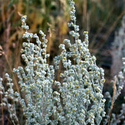 Fringed Sagebrush Seeds, Herbal
