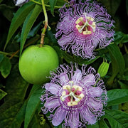Passiflora Incarnata Passion Seeds
