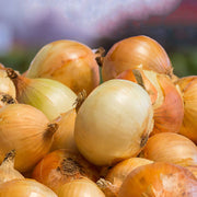 Sweet Yellow Onion Seeds