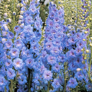 Light Blue Larkspur Seeds