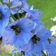 Light Blue Larkspur Seeds