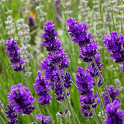 Wildflower Mix Lavender Seeds