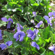 Light Purple Johnny Jump Up Seeds