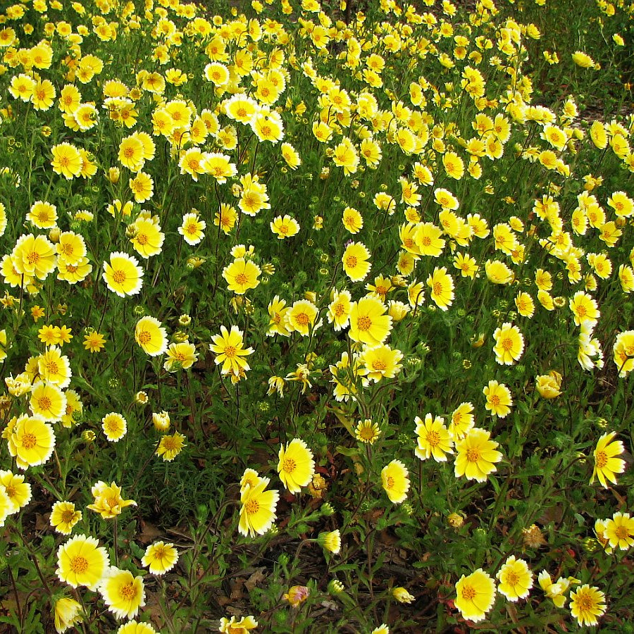 Tidy Tips Seeds - Layia platyglossa Flower Seeds