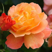 Joseph's Coat Rose Seeds