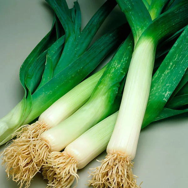 Large American Flag Leek Seeds