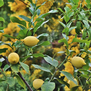 Kagzi Lemon Seeds