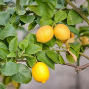 Hermetically Sealed Lemon Seeds
