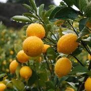 Genoa Lemon Seeds