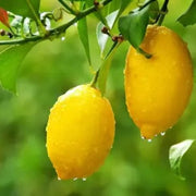Villafranca Lemon Seeds