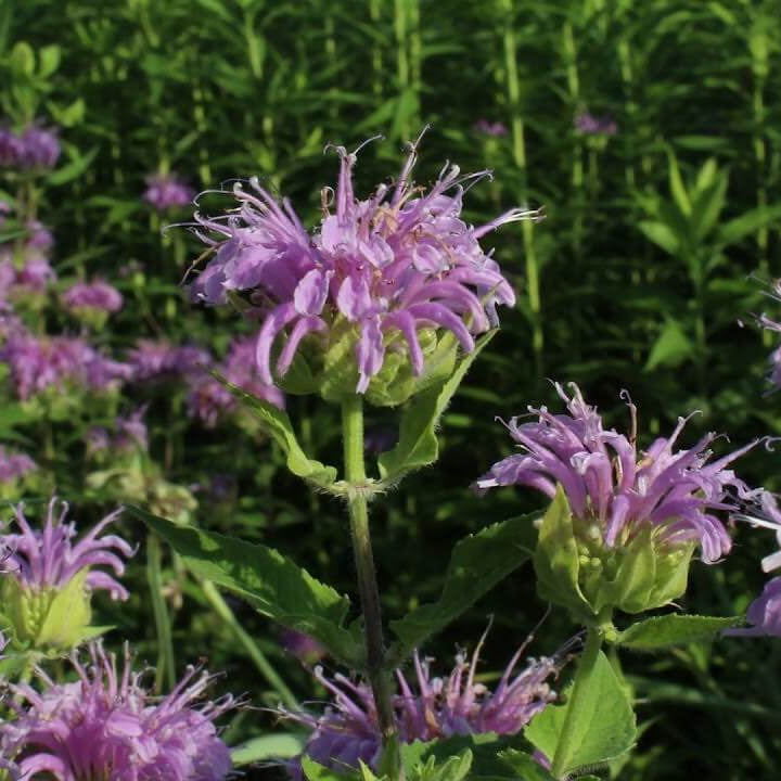 Lemon Bergamot Monarda citriodora Seeds, Herbal
