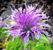 Lemon Bergamot Monarda citriodora Seeds, Herbal