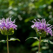 Lemon Bergamot Monarda citriodora Seeds, Herbal