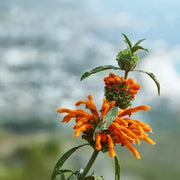 Klip Dagga Leonotis Nepetifolia Seeds, Herbal