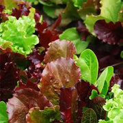 Mixed Lettuce Seeds