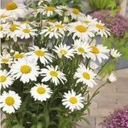 Snow Lady Shasta Daisy Seeds