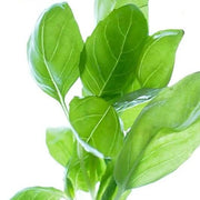 Licorice Ocimum Basilicum Basil Seeds, Herbal