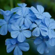 Light Blue Vinca Seeds