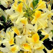 light Yellow Azalea Seeds - Flower Plant