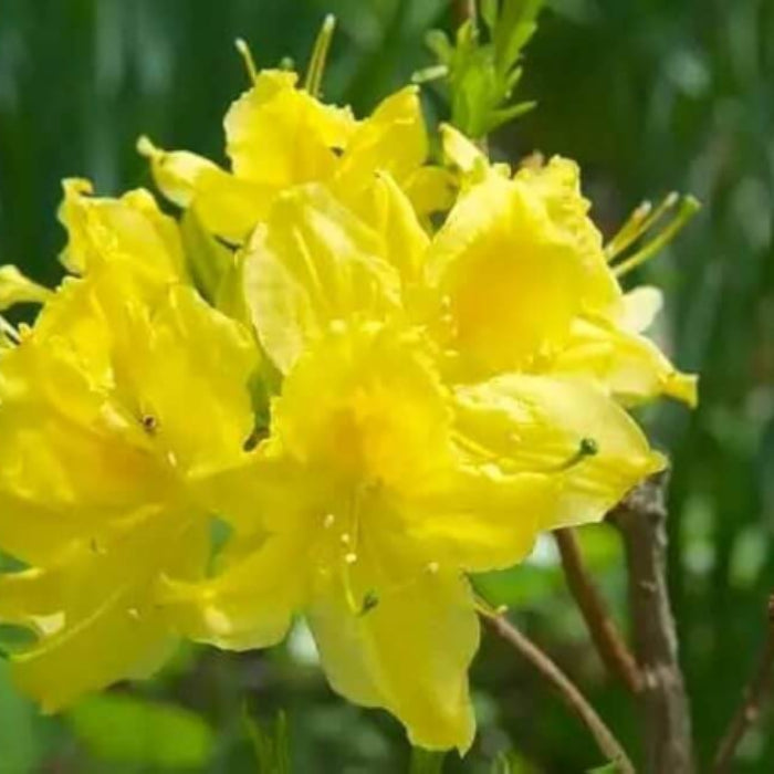 light Yellow Azalea Seeds - Flower Plant