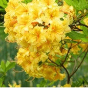light Yellow Azalea Seeds - Flower Plant