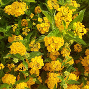 light yellow Lantana Seeds - Flower Plant
