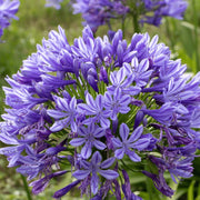Lily of the Nile Seeds