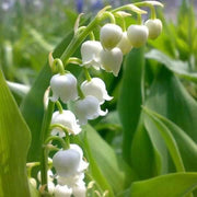 Wildflower Mix Convallaria Majalis Seeds