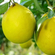 Lisbon Lemon Seeds