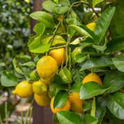 Lisbon Lemon Seeds