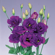 Rosita Purple Lisianthus Seeds