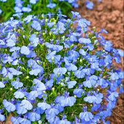 Compact Lobelia Seeds