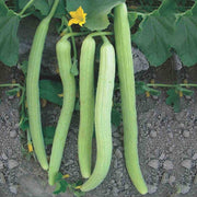 Kakri Seeds, Cucumis melo var. utilissimus Vegetable Seeds