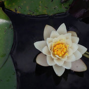 Asiatic White Lotus Seeds
