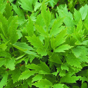Lovage Seeds - Herbal Plant for Home Gardens Seeds